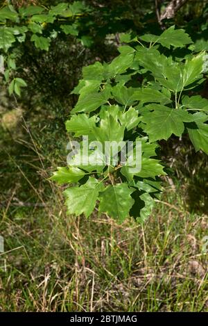 Sorbus torminalis fresh green foliage Stock Photo