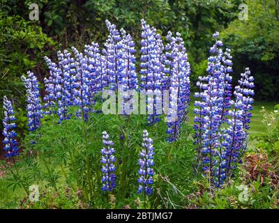 Beautiful tall lupins in full bloom in a summer garden Stock Photo