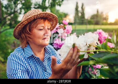 Senior gardener woman gathering and smelling peonies flowers in garden. Elderly retired woman enjoying hobby outdoors Stock Photo