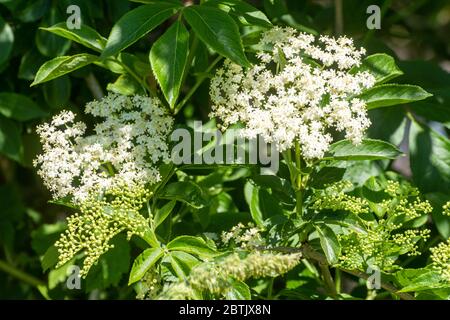 Elderflowers on an elderberry tree during late May, spring, UK Stock Photo