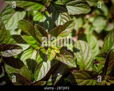 Chocolate Mint growing in a garden Stock Photo