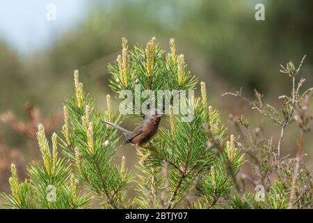 Dartford warbler (Sylvia undata) perched in a small pine tree on Surrey lowland heath, UK