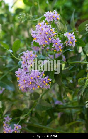 Solanum crispum Glasnevin Stock Photo