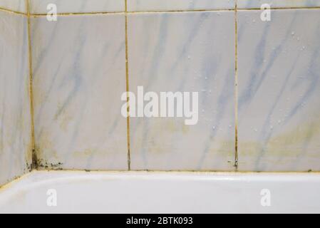 Black mold growing on shower tiles in bathroom green and black mold, a type of fungus that parasitizes on tiles in the bathroom. Stock Photo