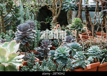 Different kinds of cacti in a greenhouse. Stock Photo