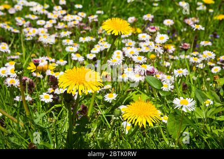 Daisies and dandelions in the grass Stock Photo