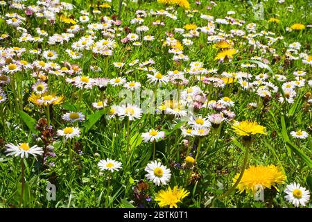 Daisies and dandelions in the grass Stock Photo