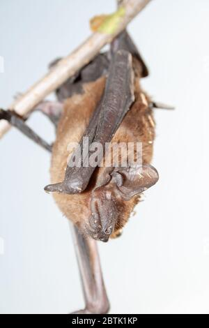 Flying Vampire bat isolated on white background Stock Photo - Alamy