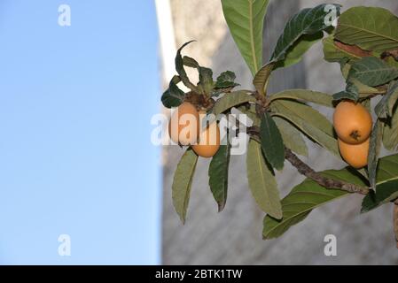 Fruit of loquat - Eriobotrya japonica - has become in Saga prefecture, Without sounds. loquat Stock Photo