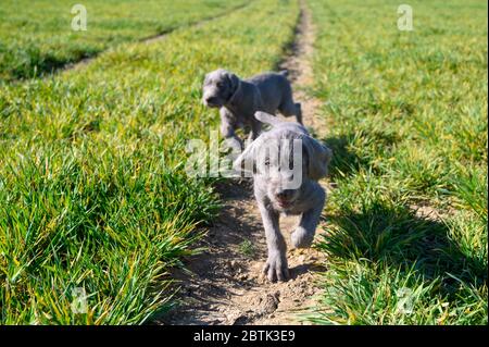 Grey-haired puppies in the grass. The puppies are of the breed: Slovak Rough-haired Pointer or Slovak Wirehaired Pointing Griffon. Stock Photo