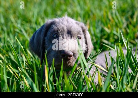 Grey-haired puppies in the grass. The puppies are of the breed: Slovak Rough-haired Pointer or Slovak Wirehaired Pointing Griffon. Stock Photo