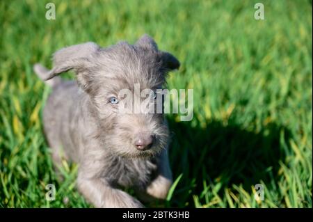 Grey-haired puppies in the grass. The puppies are of the breed: Slovak Rough-haired Pointer or Slovak Wirehaired Pointing Griffon. Stock Photo