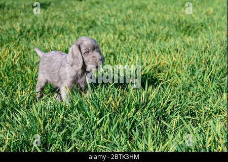 Grey-haired puppies in the grass. The puppies are of the breed: Slovak Rough-haired Pointer or Slovak Wirehaired Pointing Griffon. Stock Photo