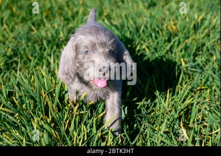 Grey-haired puppies in the grass. The puppies are of the breed: Slovak Rough-haired Pointer or Slovak Wirehaired Pointing Griffon. Stock Photo