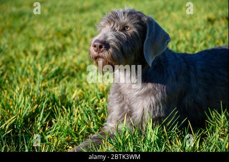 Grey-haired dog in the grass. The dog is of the breed: Slovak Rough-haired Pointer or Slovak Wirehaired Pointing Griffon. Stock Photo