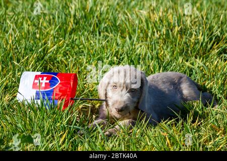 Grey-haired puppies in the grass holding the Slovak flag. The puppies are of the breed: Slovak Rough-haired Pointer. Stock Photo