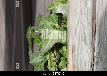 Ivy leaves growing thick on the wall Stock Photo