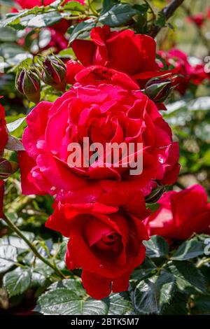 Beautiful Red Rose With Water Drops Close Up Stock Photo