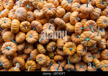 Pile of miniature pumpkins Stock Photo