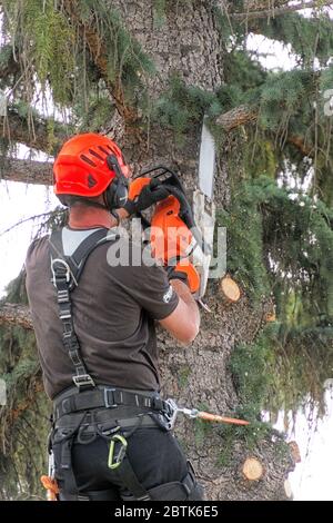 An arborist cutting branches from a fir (spruce tree) preparing to cut down the entire tree Stock Photo