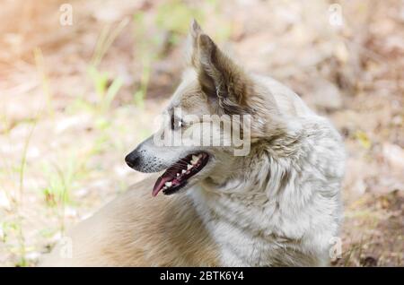 Portrait of a cute dog in profile, on a natural blurred background. A walk in the spring forest Stock Photo