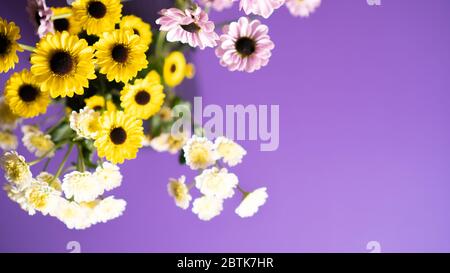 Bouquet of delicate yellow white and rosy spring chrysanthemum flowers on violet background. Inspiration. Greeting. Stock Photo