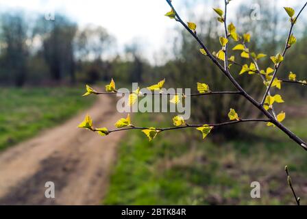 The first green leaves on a birch tree in spring near the road Stock Photo