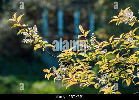 A branch with a blooming white bird cherry over the water Stock Photo