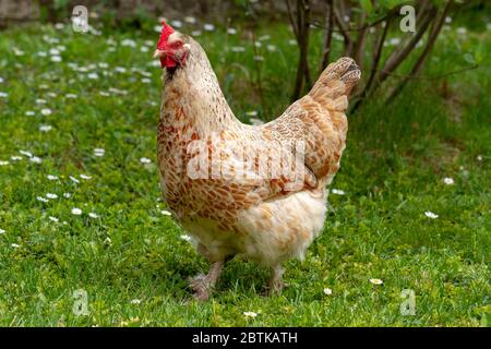 Hen standing in a grassy paddock. Stock Photo