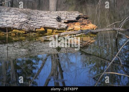 Part of a broken tree reflecting in the water after the storm Stock Photo