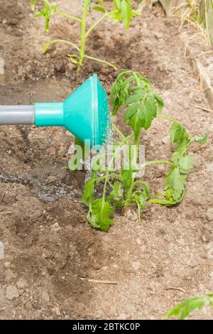 Freshly planted tomato seedlings are watered from a watering can in the greenhouse Stock Photo