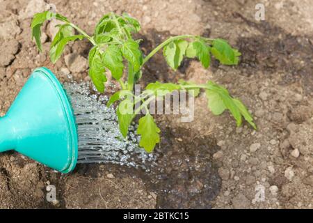 Freshly planted tomato seedlings are watered from a watering can in the greenhouse Stock Photo