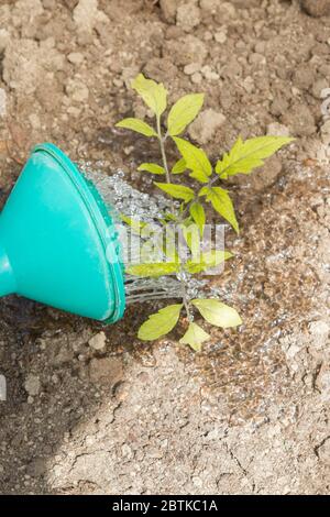 Freshly planted tomato seedlings are watered from a watering can in the greenhouse Stock Photo