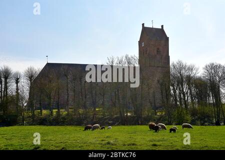 Sheep and young lambs in early springtime. In the background the 16th century reformed church of Ferwert or Ferwerd in so called rich gothic style. Stock Photo