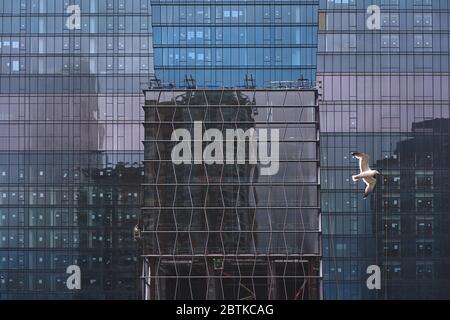 colorful reflections on blue glass building  with seagull