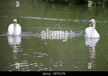 Mute swans (Cygnus olor) on the water with six cygnets that are only a couple of days old Stock Photo