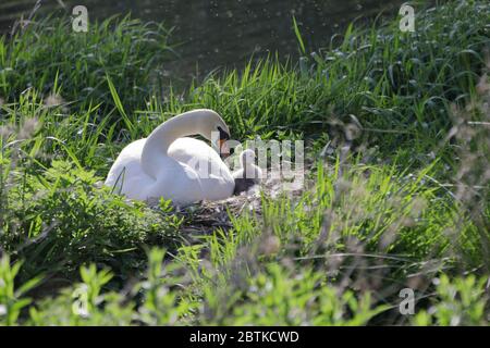 Mute swan (Cygnus olor) sitting  on its nest with newly hatched cygnets Stock Photo