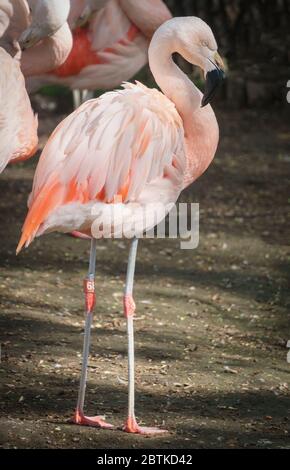 Chilean flamingo Calgary Zoo Alberta Stock Photo