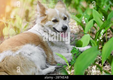 Close-up of a cute dog lying on a natural blurry background among lilies of the valley. Walking in the spring forest Stock Photo