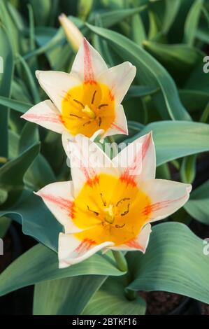 Pair of fully opened tulipa Quebec A single type pale red chartreuse & buttercup yellow  tulip belonging to the Greigii group of tulips Division 14 Stock Photo