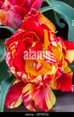 Close up of tulipa Abba fully opened. A bowl shaped red and yellow tulip belonging to the double early group of tulips Division 2 Stock Photo