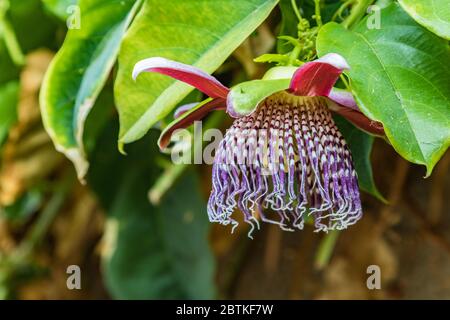 Blooming passion flower with red bloom - passiflora - on green leaves. Passiflora, known also as the passion flowers or passion vines, is a genus of a Stock Photo