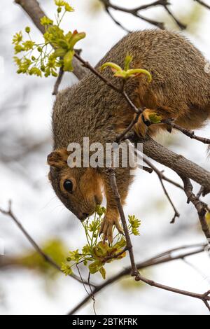 Eastern Fox Squirrel (Sciurus niger) Munching Maple Tree Flowers in Spring Stock Photo