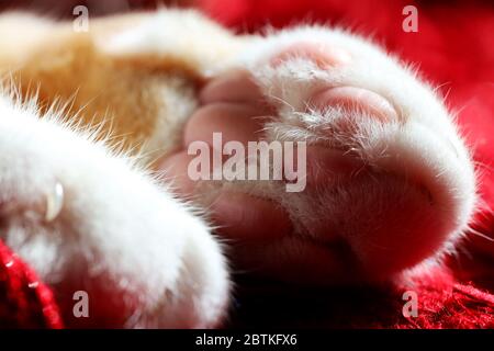 Bits and parts of a cat shot in macro, very up close and in color. Beans, paws, ears, fur... fuzzy kitty bits that are cute. Stock Photo