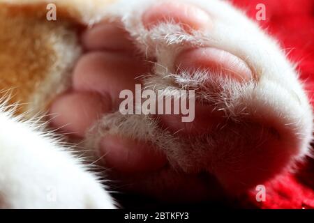 Bits and parts of a cat shot in macro, very up close and in color. Beans, paws, ears, fur... fuzzy kitty bits that are cute. Stock Photo
