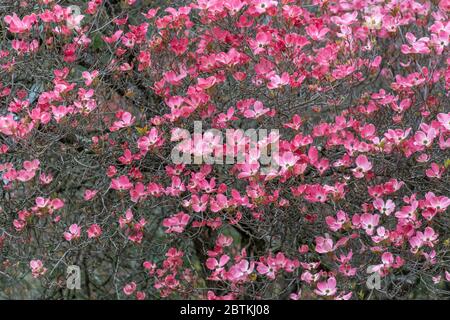 Pink Dogwood Tree at Vancouver BC Canada Stock Photo