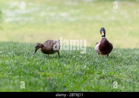 male and female mallard at Vancouver BC Canada Stock Photo