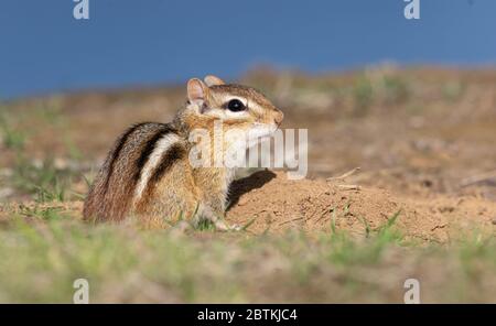 Little eastern chipmunk in a forest near the water Stock Photo