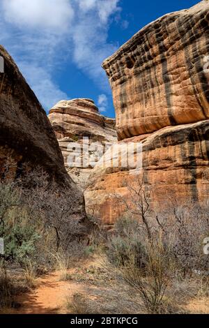 UT00652-00...UTAH - The Loop Trail in a narrow section of the White Canyon in Natural Bridges National Monument. Stock Photo