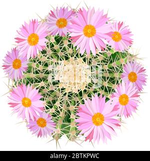 Realistic vector illustration of cactus houseplant top view Stock Vector
